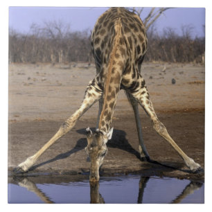 Africa, Botswana, Chobe National Park, Giraffe Tile