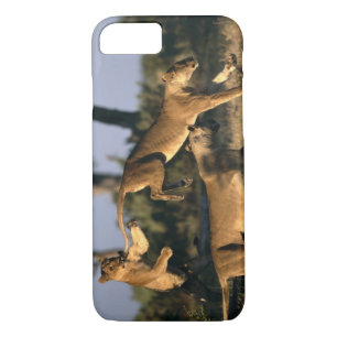 Africa, Botswana, Chobe National Park, Lionesses iPhone 8/7 Case