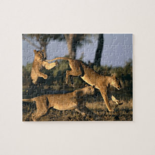 Africa, Botswana, Chobe National Park, Lionesses Jigsaw Puzzle