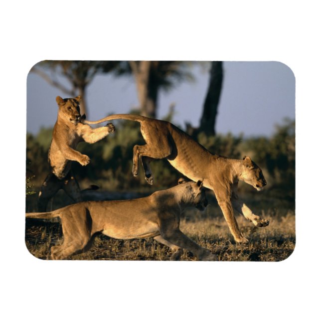 Africa, Botswana, Chobe National Park, Lionesses Magnet (Horizontal)