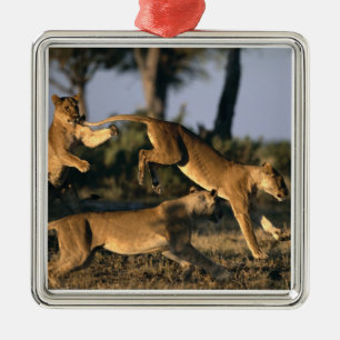 Africa, Botswana, Chobe National Park, Lionesses Metal Tree Decoration