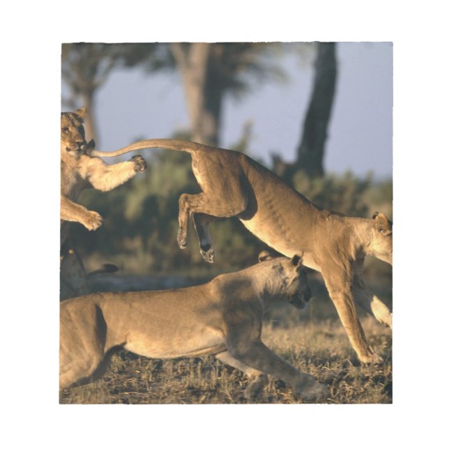 Africa, Botswana, Chobe National Park, Lionesses Notepad (Front)