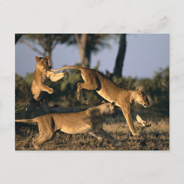 Africa, Botswana, Chobe National Park, Lionesses Postcard (Front)