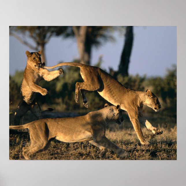 Africa, Botswana, Chobe National Park, Lionesses Poster (Front)
