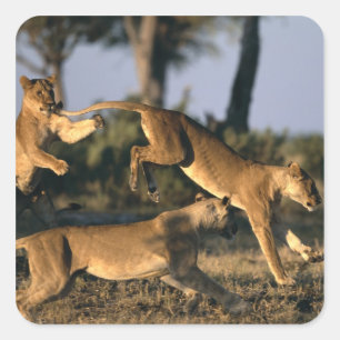 Africa, Botswana, Chobe National Park, Lionesses Square Sticker