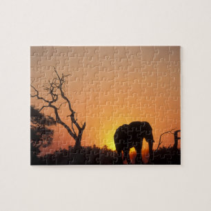 Africa, Botswana, Chobe National Park, Setting Jigsaw Puzzle