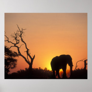 Africa, Botswana, Chobe National Park, Setting Poster