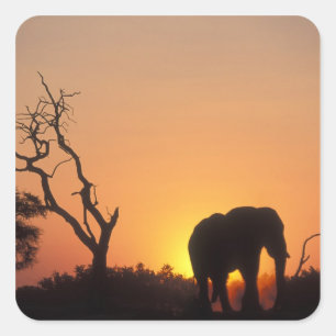 Africa, Botswana, Chobe National Park, Setting Square Sticker