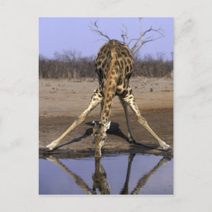 Africa, Botswana, Giraffe Postcard