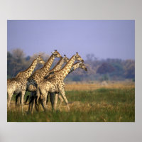Africa, Botswana, Moremi Game Reserve