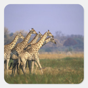 Africa, Botswana, Moremi Game Reserve Square Sticker