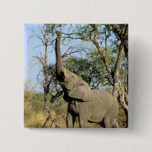 Africa, Botswana, Okavango Delta. African 2 15 Cm Square Badge
