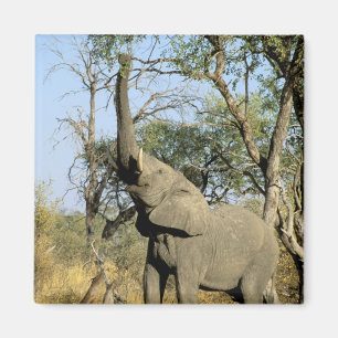 Africa, Botswana, Okavango Delta. African 2 Magnet