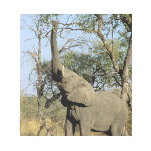 Africa, Botswana, Okavango Delta. African 2 Notepad