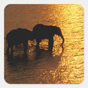Africa, Botswana, Okavango Delta. African Square Sticker