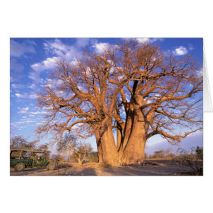 Africa, Botswana, Okavango Delta. Baobab