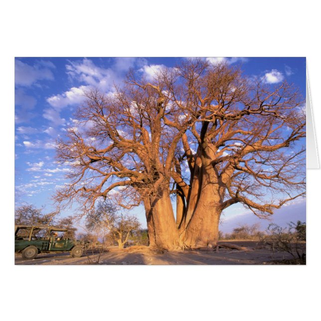 Africa, Botswana, Okavango Delta. Baobab (Front Horizontal)