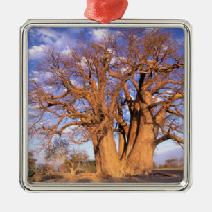 Africa, Botswana, Okavango Delta. Baobab Metal Tree Decoration