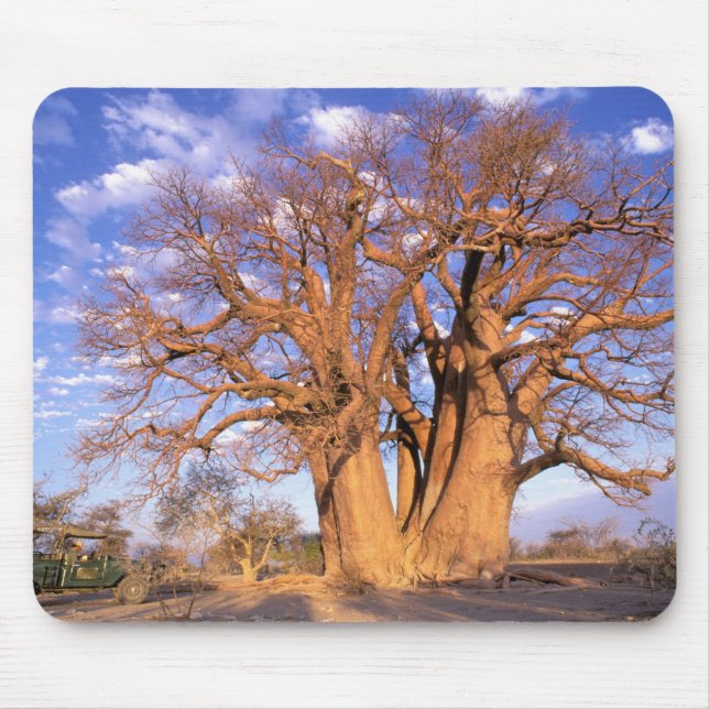 Africa, Botswana, Okavango Delta. Baobab Mouse Pad (Front)