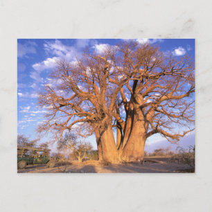 Africa, Botswana, Okavango Delta. Baobab Postcard