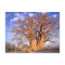 Africa, Botswana, Okavango Delta. Baobab