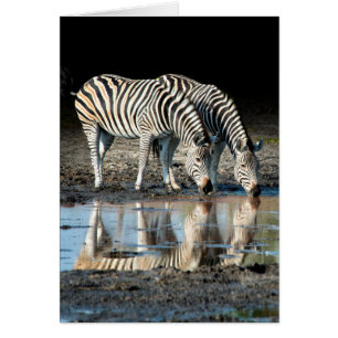 Africa,Botswana, Okavango Delta, Davison Camp