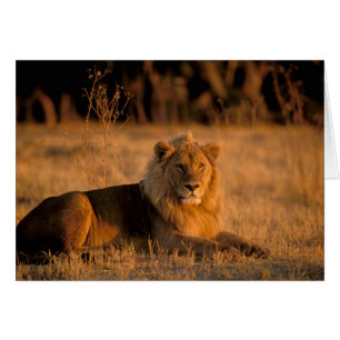 Africa, Botswana, Okavango Delta. Lion (Panthera