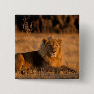 Africa, Botswana, Okavango Delta. Lion (Panthera 15 Cm Square Badge
