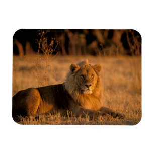 Africa, Botswana, Okavango Delta. Lion (Panthera Magnet