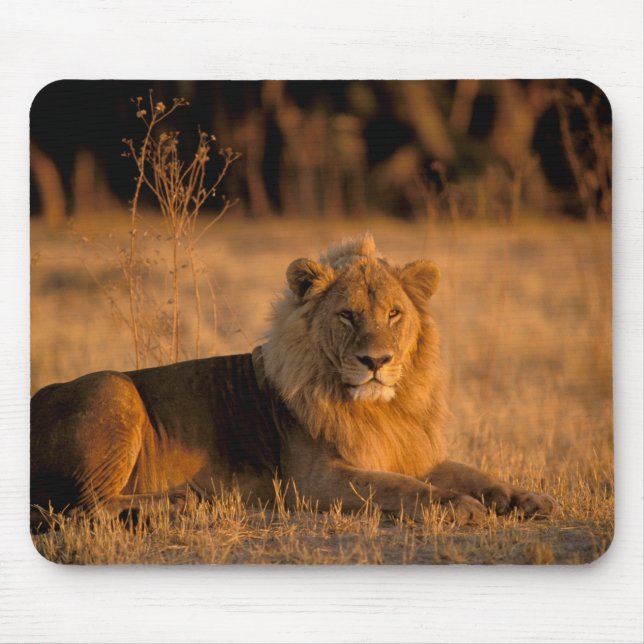 Africa, Botswana, Okavango Delta. Lion (Panthera Mouse Pad (Front)