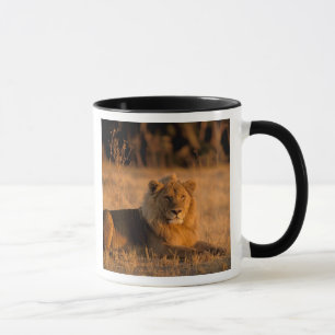 Africa, Botswana, Okavango Delta. Lion (Panthera Mug