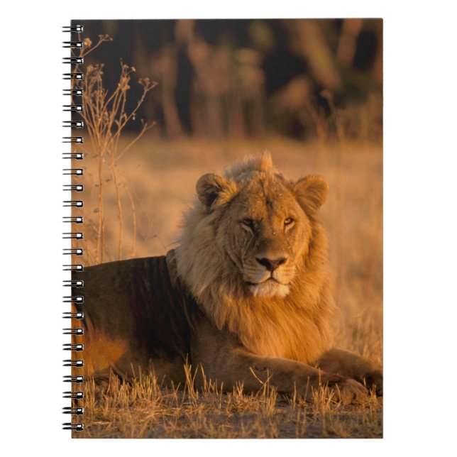 Africa, Botswana, Okavango Delta. Lion (Panthera Notebook (Front)