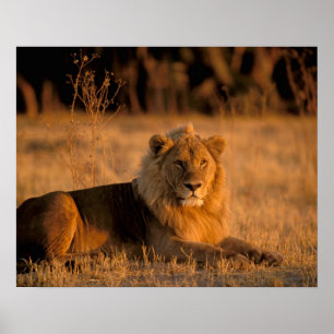Africa, Botswana, Okavango Delta. Lion (Panthera Poster
