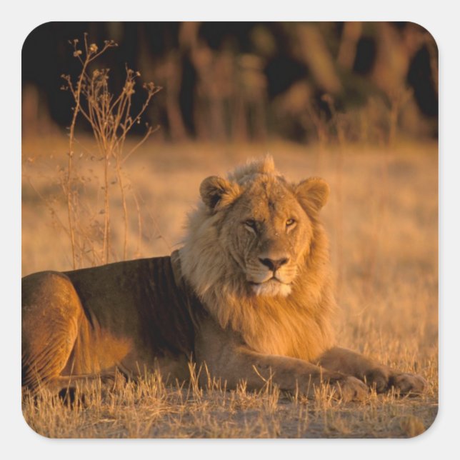 Africa, Botswana, Okavango Delta. Lion (Panthera Square Sticker (Front)