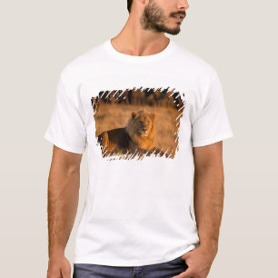 Africa, Botswana, Okavango Delta. Lion (Panthera T-Shirt