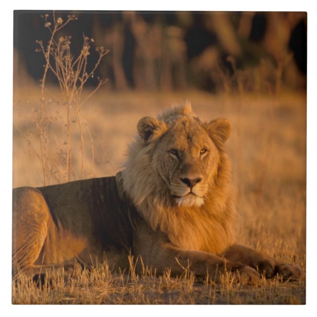 Africa, Botswana, Okavango Delta. Lion (Panthera Tile (Front)