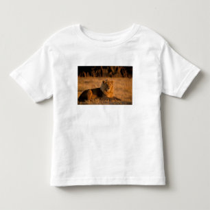 Africa, Botswana, Okavango Delta. Lion (Panthera Toddler T-Shirt