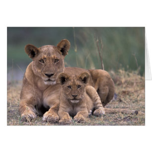 Africa, Botswana, Okavango Delta. Lions