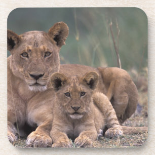 Africa, Botswana, Okavango Delta. Lions Coaster
