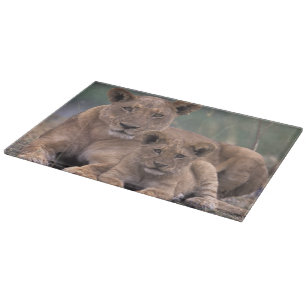 Africa, Botswana, Okavango Delta. Lions Cutting Board