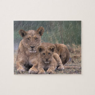 Africa, Botswana, Okavango Delta. Lions Jigsaw Puzzle