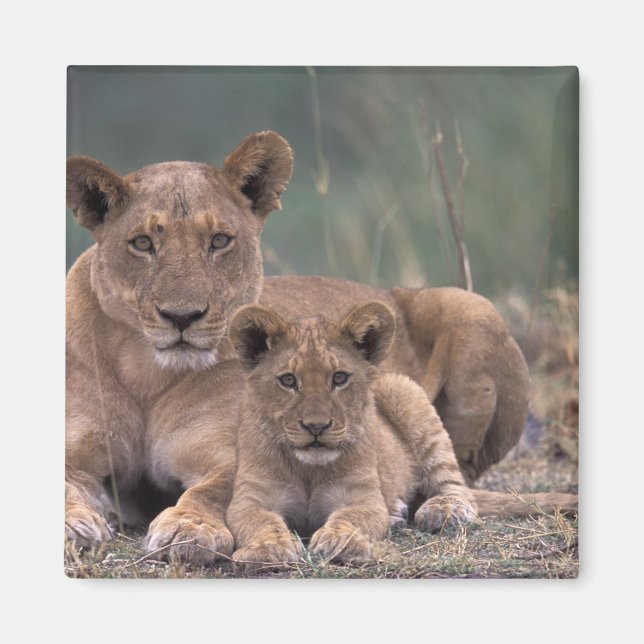 Africa, Botswana, Okavango Delta. Lions Magnet (Front)