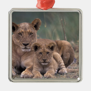 Africa, Botswana, Okavango Delta. Lions Metal Tree Decoration