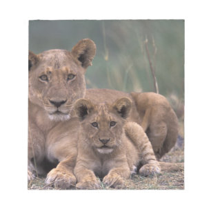 Africa, Botswana, Okavango Delta. Lions Notepad