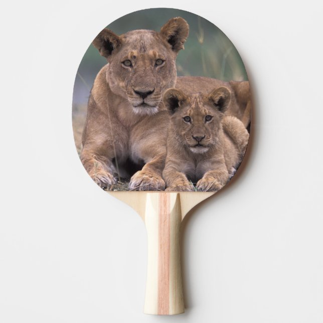 Africa, Botswana, Okavango Delta. Lions Ping Pong Paddle (Front)