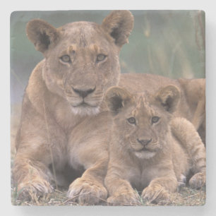 Africa, Botswana, Okavango Delta. Lions Stone Coaster