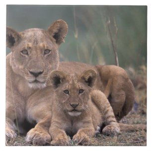 Africa, Botswana, Okavango Delta. Lions Tile
