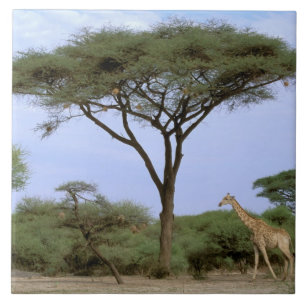 Africa, Botswana, Okavango Delta. Southern Ceramic Tile