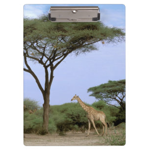 Africa, Botswana, Okavango Delta. Southern Clipboard
