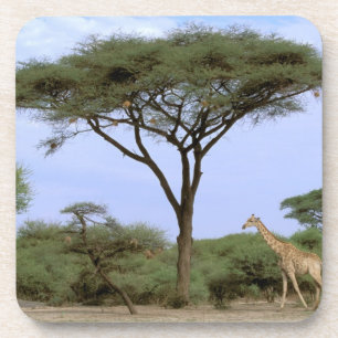 Africa, Botswana, Okavango Delta. Southern Coaster